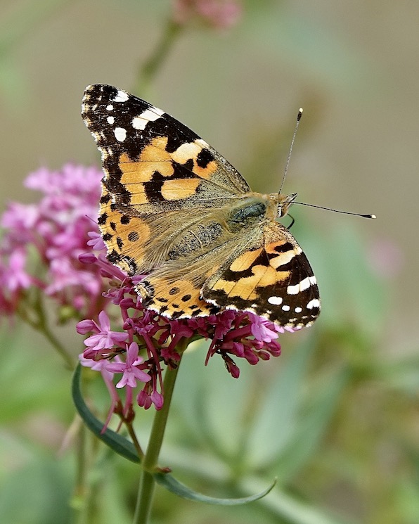 painted lady